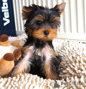 Zdjęcie №1. yorkshire terrier - na sprzedaż w Praga | Bezpłatny | Zapowiedź №119278