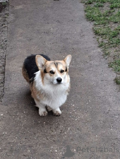 Zdjęcie №3. Walijski Corgi, 18 miesięcy. Serbia