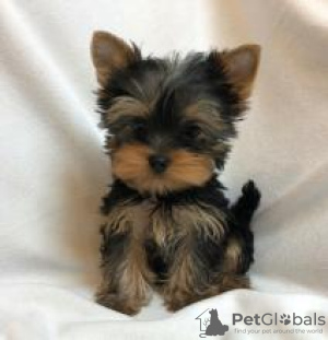 Zdjęcie №1. yorkshire terrier - na sprzedaż w Helsinki | negocjowane | Zapowiedź №88139