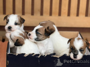 Zdjęcie №3. Krótkowłose szczenięta Jack Russell Terrier. Serbia