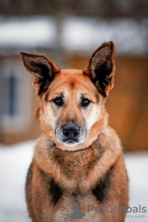 Zdjęcie №2 do zapowiedźy № 49647 na sprzedaż  pies nierasowy - wkupić się Federacja Rosyjska prywatne ogłoszenie