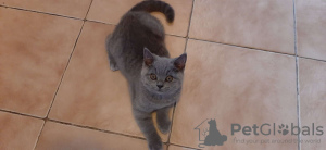 Zdjęcie №4. Sprzedam kot brytyjski krótkowłosy w Виттен. prywatne ogłoszenie - cena - 2485zł