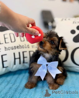 Zdjęcie №3. Wunderschöne Yorkshire-Terrier-Welpen suchen einliebevolles neues Zuhause. Niemcy