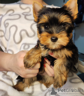 Zdjęcie №1. yorkshire terrier - na sprzedaż w Zrenjanin | negocjowane | Zapowiedź №34224