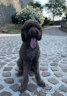 Dodatkowe zdjęcia: Szczenięta Lagotto Romagnolo