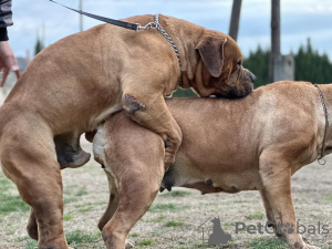 Zdjęcie №3. Mastif południowoafrykański Boerboel szczenięta. Serbia