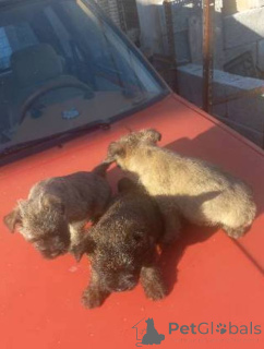 Zdjęcie №3. Szczenięta Cairn Terriera. Serbia