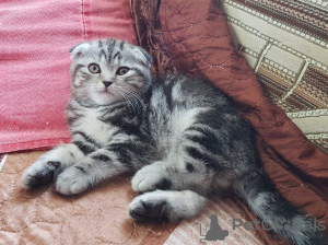 Zdjęcie №1. scottish fold - na sprzedaż w Mińsk | negocjowane | Zapowiedź № 51484