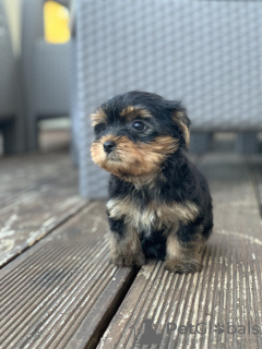 Zdjęcie №1. yorkshire terrier - na sprzedaż w Belgrad | negocjowane | Zapowiedź №120405