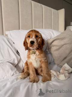 Zdjęcie №3. Prachtige Cocker Spaniel-szczeniak zoeken een Liefdevol nieuw thuis. Holandia