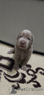 Zdjęcie №2 do zapowiedźy № 138527 na sprzedaż  labradoodle - wkupić się Serbia 