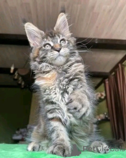 Zdjęcie №2 do zapowiedźy № 171577 na sprzedaż  maine coon - wkupić się Niemcy prywatne ogłoszenie