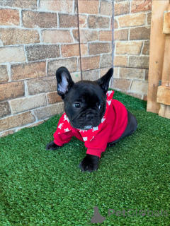 Zdjęcie №2 do zapowiedźy № 154927 na sprzedaż  buldog francuski - wkupić się Niemcy hodowca