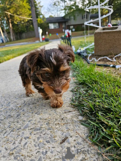 Zdjęcie №3. Sprzedam szczenięta Yorkie Teacup. Wyspy Alandzkie