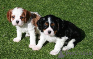 Zdjęcie №1. cavalier king charles spaniel - na sprzedaż w Nikozja | 1390zł | Zapowiedź №155728