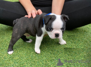 Dodatkowe zdjęcia: Urocze szczenięta Boston Terrier do bezpłatnej adopcji