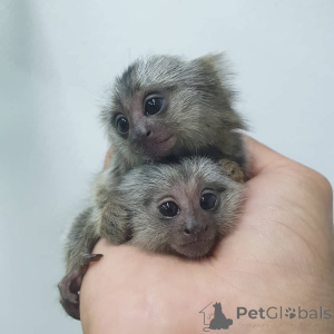 Zdjęcie №3. Sprzedam 2 małpy marmozety. Republika Czeska
