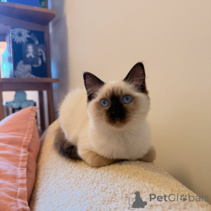 Zdjęcie №1. ragdoll - na sprzedaż w Gardelegen | negocjowane | Zapowiedź № 175097