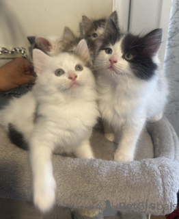 Zdjęcie №1. ragdoll - na sprzedaż w Aarbergen | 1674zł | Zapowiedź № 164552