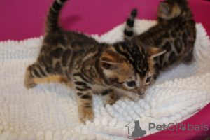 Zdjęcie №3. 2 urocze kocięta bengalskie do adopcji. Polska