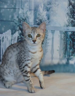 Zdjęcie №3. Pierwszy żłobek w Rosji Egyptian Mau to kotek na sprzedaż, urodzony 10/01/18. Federacja Rosyjska