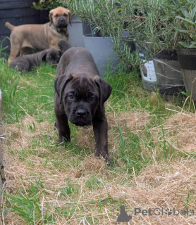 Zdjęcie №3. Nuttede Cane Corso hvalpe søger et kærligt hjem for altid. Dania