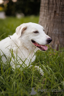 Zdjęcie №3. Cudowny pies Belyash szuka rodziny.. Federacja Rosyjska