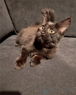 Zdjęcie №1. maine coon - na sprzedaż w Böbingen | 1674zł | Zapowiedź № 154591