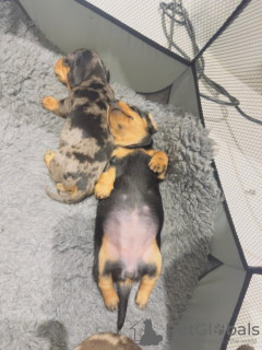 Zdjęcie №4. Sprzedam jamnik w Bönningstedt. prywatne ogłoszenie - cena - 3348zł