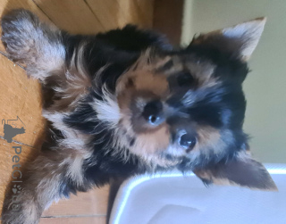 Zdjęcie №3. Yorkshire Terrier szuka rodziny. Grecja