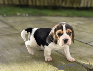 Zdjęcie №2 do zapowiedźy № 138374 na sprzedaż   - wkupić się Australia 