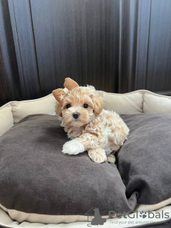 Zdjęcie №3. Zwergpudelwelpen. Szwajcaria