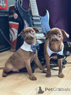 Zdjęcie №2 do zapowiedźy № 148226 na sprzedaż  gryfonik brukselski - wkupić się Serbia hodowca