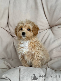 Zdjęcie №3. Są piękne i bardzo pełne szacunku. Niemcy