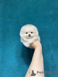 Zdjęcie №2 do zapowiedźy № 37401 na sprzedaż  szpic miniaturowy - wkupić się Federacja Rosyjska hodowca