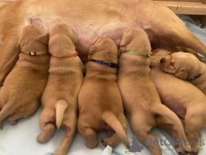 Zdjęcie №1. labrador retriever - na sprzedaż w Warszawa | 2093zł | Zapowiedź №54461