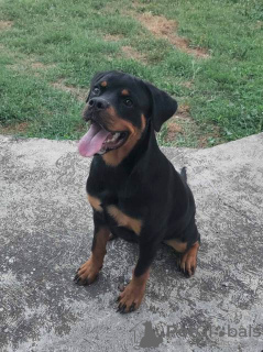 Zdjęcie №3. Szczeniak Rottweilera. Serbia