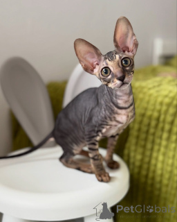 Zdjęcie №1. kot cornish rex - na sprzedaż w Region Hannover | negocjowane | Zapowiedź № 164282