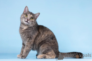 Zdjęcie №1.  - na sprzedaż w Chimki | Bezpłatny | Zapowiedź № 164500