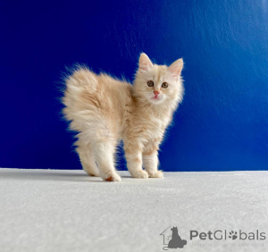 Zdjęcie №2 do zapowiedźy № 11665 na sprzedaż  kurelski bobtail - wkupić się Ukraina od żłobka