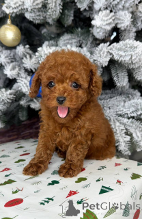 Zdjęcie №1. pudel (zabawka) - na sprzedaż w Helsinki | 2392zł | Zapowiedź №164031