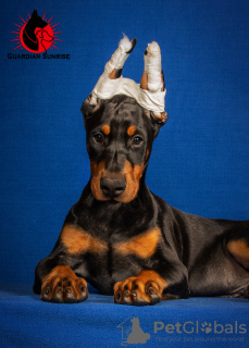 Zdjęcie №4. Sprzedam doberman w Krasnodar. od żłobka - cena - 5518zł