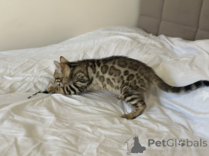 Zdjęcie №3. Chłopiec Savannah F2. Wielka Brytania