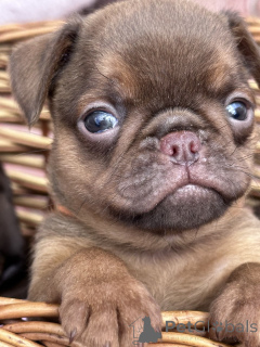 Zdjęcie №4. Sprzedam otterhound w Sivats.  - cena - negocjowane