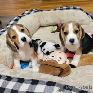Zdjęcie №1. beagle (rasa psa) - na sprzedaż w Murau | negocjowane | Zapowiedź №169903
