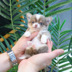 Zdjęcie №3. Entzückende Chihuahua-Welpen zur Adopcja. Polska