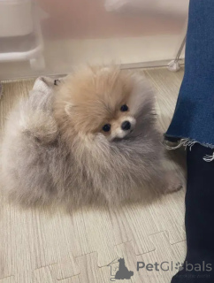 Zdjęcie №3. Uroczy Pomorzanin. Belgia