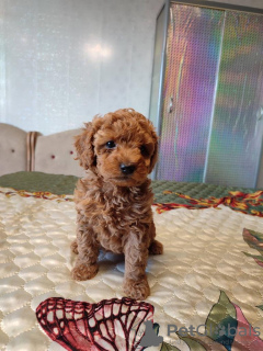 Zdjęcie №3. pudle zabawkowe chłopcy i dziewczęta. Litwa