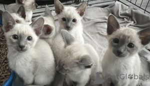 Zdjęcie №1. kot syjamski - na sprzedaż w Coopio | negocjowane | Zapowiedź № 162063