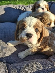 Zdjęcie №2 do zapowiedźy № 175523 na sprzedaż  cocker spaniel amerykański, cocker spaniel angielski, springer spaniel angielski, springer spaniel walijski, irlandzki spaniel dowodny, hiszpański pies dowodny, mastif hiszpański, cavalier king charles spaniel, cavalier king charles spaniel, clumber spaniel, russian spaniel, spaniel tybetański - wkupić się Łotwa prywatne ogłoszenie, od żłobka, hodowca